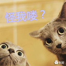猫与朋友正版免费（暂未上线）-猫与朋友全解锁最新版2024下载v.8.93